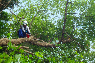 直接昇樹して枝打ち、根元切りなどを行う様子