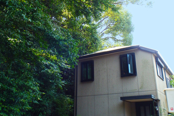 日当たりの邪魔をしている大きくなりすぎた樹木の写真