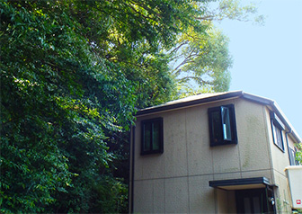 家の日当たりを邪魔している大きくなりすぎた樹木の写真