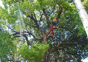 樹木に直接昇り、作業している様子