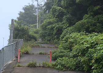 道路を覆う樹木の写真