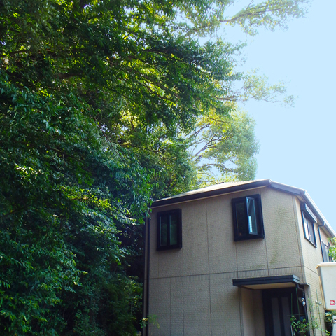 家の日当たりを邪魔している大きくなりすぎた樹木の写真