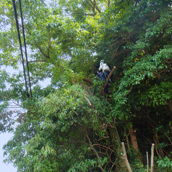 直接昇樹して作業している様子
