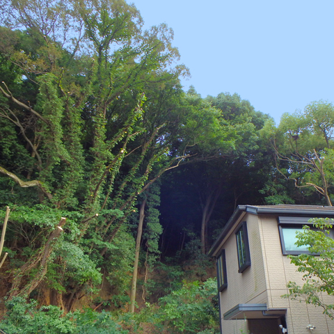 大きくなりすぎた樹木の伐採後の写真