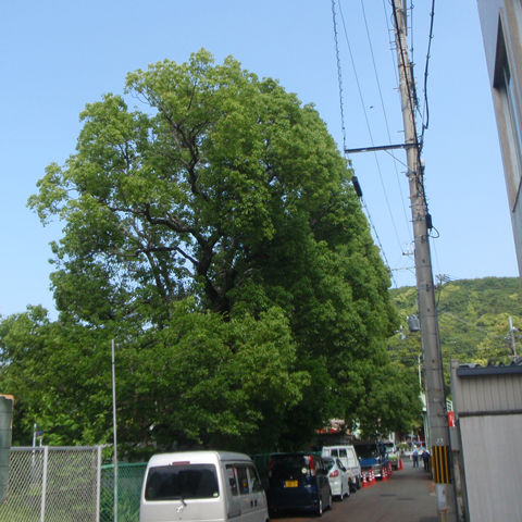 電線に接触している樹木