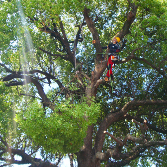 直接昇樹して作業している様子