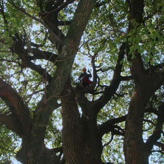 直接昇樹して作業している様子