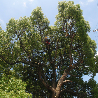 直接昇樹して作業している様子