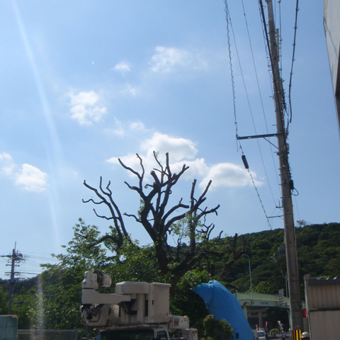 電線に接触している樹木の伐採後の写真