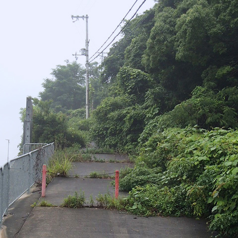 道路を覆う樹木